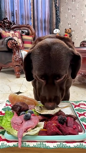 Understanding BARF Diet for Dogs: Nutrition Insights