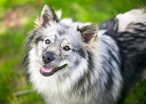 Keeshond