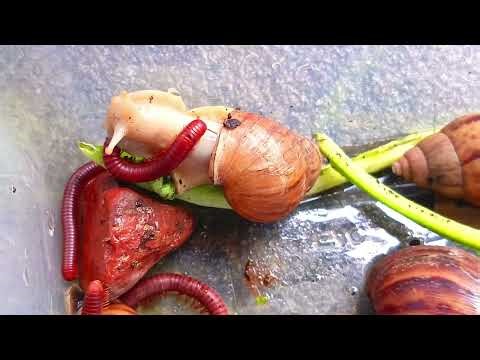 What Happens When Snails and Millipede Share a Space? Watch This! #AnimalBehavior #UnexpectedNature