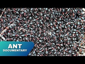 Inside the Ant Colony: The Secret Life of Ants | Full Nature Documentary