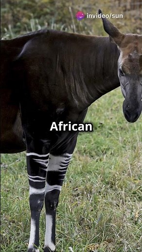 5 Incredible Facts About the Okapi: Africa’s Hidden Gem