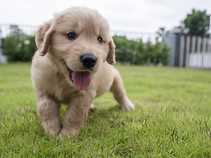 How To Train A Puppy That Won't Pee Outside And Stop Indoor Accidents