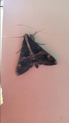 How to identify a moth? #biology