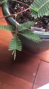 7K views · 128 reactions | Leaves of mimosa plant fold up when touched, returning to full leaf in a few minutes. When the Mimosa pudica, commonly known as the sensitive plant, is touched by another organism, its leaves fold in upon themselves and its stems droop. | Wild About Nature | Facebook