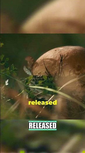 How Mushrooms Reproduce The Amazing Journey of Spores! 🍄 🌲