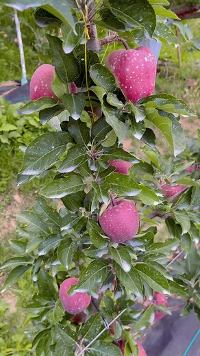 Rd- 11 red delicious apple variety | Inderprastha Orchards