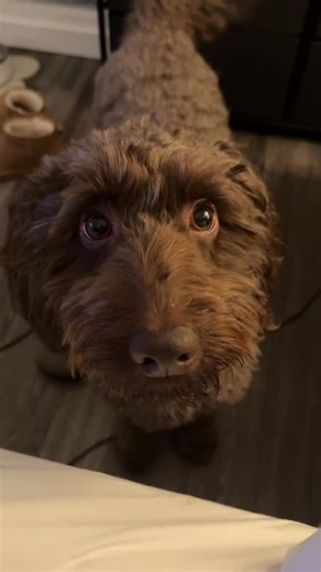 L O U I S🐾 | AUSTRALIAN LABRADOODLE on Instagram: "Day 1 of 8 crazy nights 🫠 #dogsofinstagram #labradoodle #doglovers #dogmom #dogs #doglife #petsofinstagram #petlovers #dogcomedy #fyp"