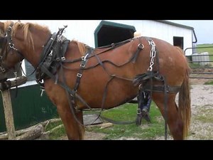 Off the GRID & Harnessing the draft horse