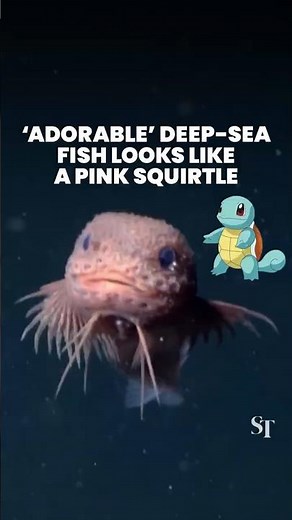Newly discovered ‘adorable’ deep-sea fish looks like a pink Squirtle