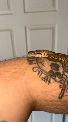 Hope everyone had a great Christmas! #snake #reptiles #reticulatedpython #python #animals #retic