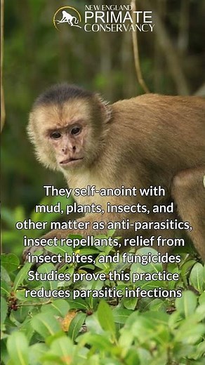 Humboldt's White-Fronted Capuchins in 34 seconds