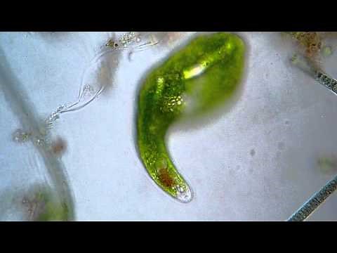 Euglena ehrenbergi - microscope 400x