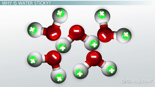 Cohesion vs. Adhesion | Differences, Effects & Examples