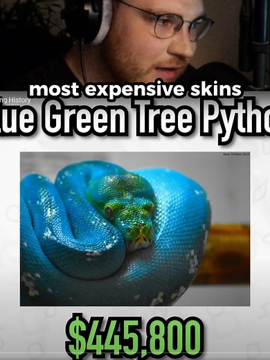Exploring the $445,000 Blue Morph Green Tree Python