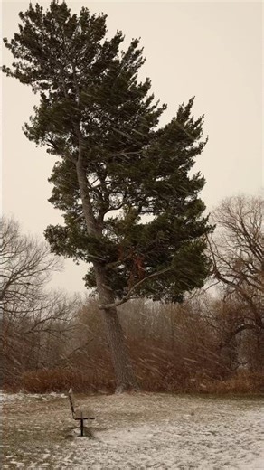 Peaceful Tree in Snowstorm ❄️ Relaxing Winter Ambience