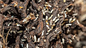 This Is How To Properly Get Rid Of Termites In A Wall