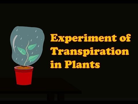 Biology - Transpiration Experiment | Transpiration in Plants experiment for Kids