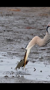 168K views · 3.2K reactions | Great blue heron’s favorite meal white perchwith mud sauce !! 濫Please check out my YouTube channel link in my profile and please don’t forget to subscribe Music  by me  song “No Mercy“ Copyrighted @canonusa Shot on a Canon R1 + RF 100-500 + crop mode in 4k 120P handheld #canonusa #reels #birds #wildlife #bbcwildlifepotd #natgeowild #natgeoyourshot #greatblueheron #fishing | samrinophotography | Facebook
