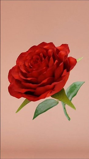 3D Rose Blooming Animation in Blender 🌹 | Realistic CGI Flower Reveal | STB Visions