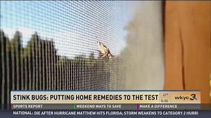 How to make a stink bug trap that actually works!