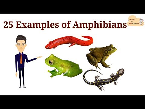 25 Examples of Amphibians || List of Amphibians with Picture