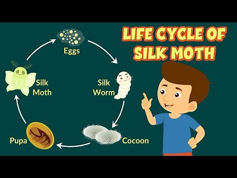 Life Cycle of Silk Moth | How Silk is Made | Silkworm Life Cycle | Video for Kids