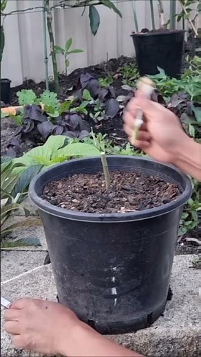Simple Technique of Cleft Grafting Loquat Tree