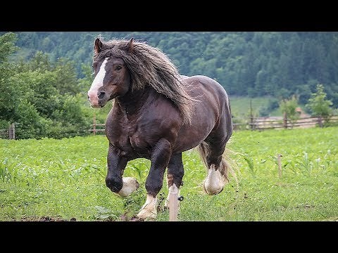 Cai grei 2019 cai frumosi, armăsar pentru montă din Bucovina