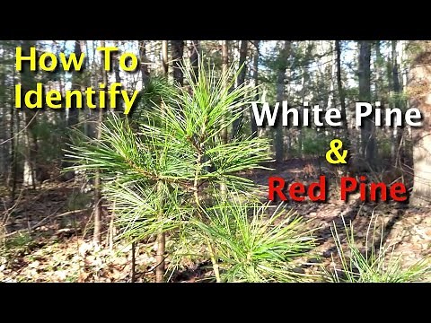 How To Identify White Pine & Red Pine Trees