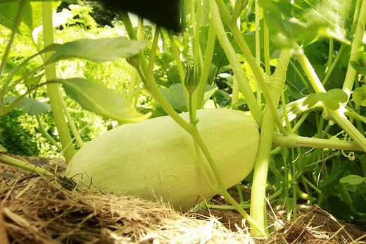 The Best Time to Pick Spaghetti Squash for the Perfect Harvest