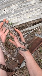 Gray Ratsnake at an Old Barn!