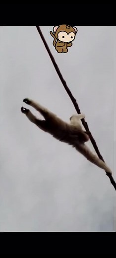 🐒💩 #monkey #funny #poop #funnyanimals
