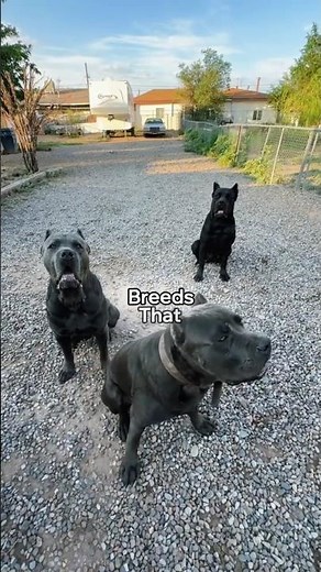 Kangal DOMINATES! Breeds That Can't Beat The Turkish Lion