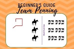 Beginners Guide to Team Penning