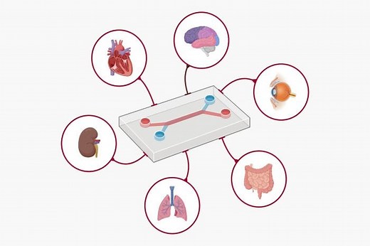 Organ-on-a-Chip | Microfluidics Applications | uFluidix