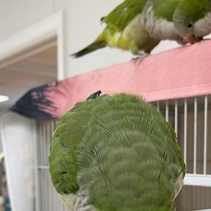 38 reactions · 11 comments | Are you ready for our first ever Science Talk Tuesday? Potato the Quaker Parrot is!♥️ 列Tune in today at 2pm on Facebook or Instagram LIVE with Executive Director Jordan Budnik to learn about the exotic pet trade and the difference between native, non native, and invasive species! 列 | Florida Keys Wild Bird Rehabilitation Center | Facebook