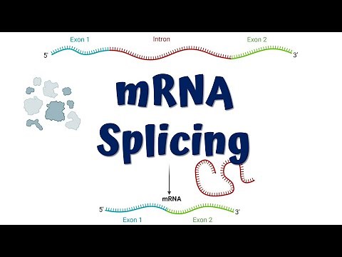 mRNA Splicing animation || Steps of mRNA Splicing