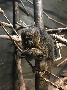 How to build an Enrichment Rope Ladder -