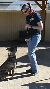 29K views · 46 reactions | Here’s where aspiring dog trainers go to...