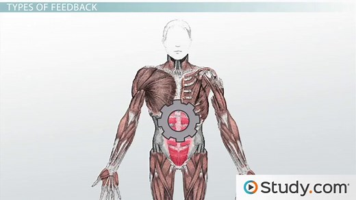 Positive and Negative Feedback in the Sympathetic and Parasympathetic Nervous System