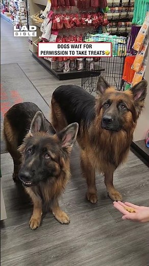 Dogs Wait for Permission to Take Treats 🤣🐶 (🎥: ViralHog)