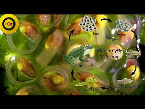 How to Tadpole Transforms into a Frog ll Frog Life Cycle