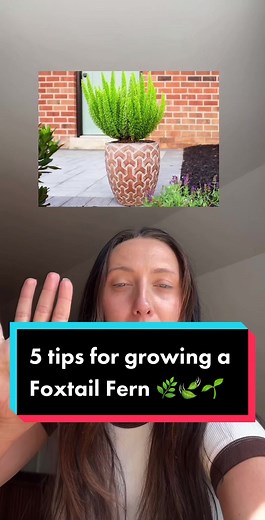 Foxtail Fern Care: 5 Essential Tips for Plant Lovers
