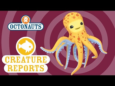 Octonauts: Creature Report - Octopus