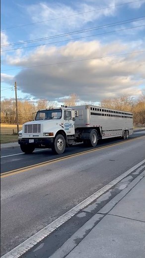Old International Navistar 4700 Towing a Horse Trailer! #shorts #truckspotting #international