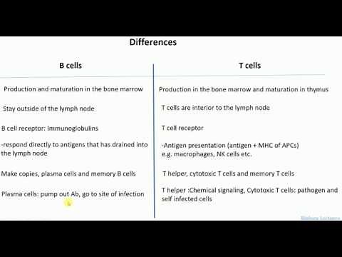 Differences between B cells and T cells | B cells vs T cells | What are B cells and T cells |