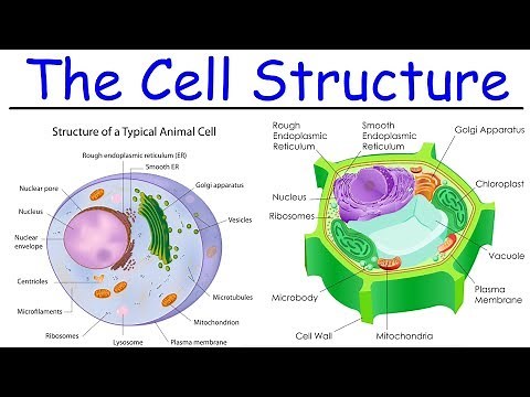 Biology - Intro to Cell Structure - Quick Review!