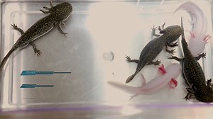 Salamanders and lizards can both regrow their lost tails, but only the former will have one that resembles the original afterwards. The difference is in their neural stem cells. Find out how on EurekAlert!: https://bit.ly/2w23DeS | EurekAlert!