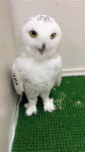 Hakkun just keeps crying 😁 He's having fun ♪ But he seems a little tired halfway through 😂 It's amazing how he can make such a loud noise 🤭 He cries no matter where you touch him 😄 And he's always looking straight into the camera 👀 And at the end, he runs through a narrow gap, as per usual 💨 ・ #hakkun #haku #snowyowl #whiteowl #peeppeep #cry #smile | Insect War