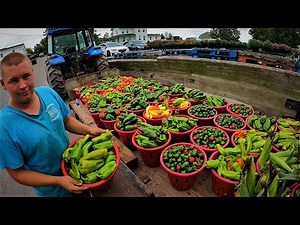 A DAY ON OUR VEGETABLE FARM
